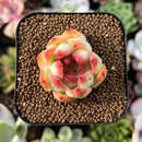 plant70.jpeg