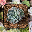 plant71.jpeg