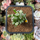 plant72.jpeg
