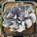 plant73.jpeg