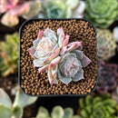 plant75.jpeg