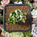 plant76.jpeg