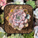 plant77.jpeg