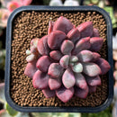 plant78.jpeg