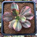 plant7.jpeg