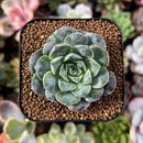 plant80.jpeg