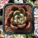 plant81.jpeg