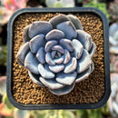 plant82.jpeg