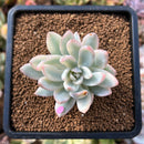 plant83.jpeg