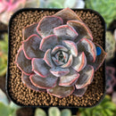 plant84.jpeg