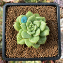 plant84.jpeg