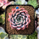 plant84.jpeg