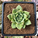 plant85.jpeg
