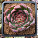 plant8.jpeg