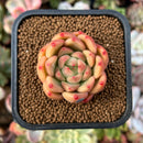 plant8.jpeg