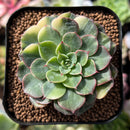 plant90.jpeg