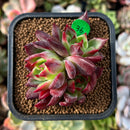 plant90.jpeg