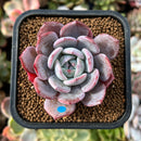 plant91.jpeg