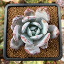 plant91.jpeg