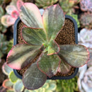 plant93.jpeg