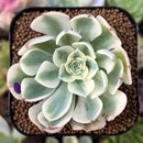 plant95.jpeg