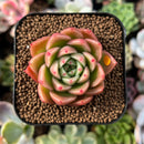 plant95.jpeg