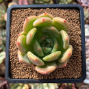 plant95.jpeg