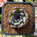 plant96.jpeg