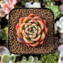plant96.jpeg