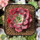 plant97.jpeg
