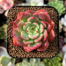 plant98.jpeg