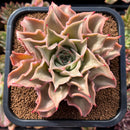plant98.jpeg