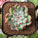 plant99.jpeg