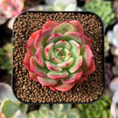 plant99.jpeg