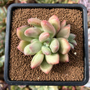 plant99.jpeg