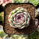 plant9.jpeg