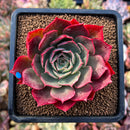 planter20.jpeg