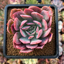 planter25.jpeg