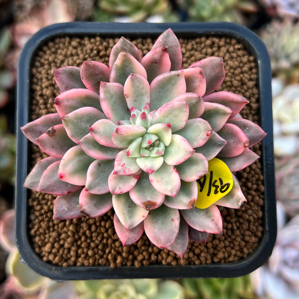 Echeveria 'Green Emerald' Variegated 2” Succulent Plant – True