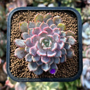 plants102.jpeg