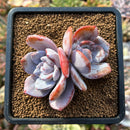 plants105.jpeg