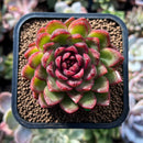 plants110.jpeg