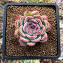 plants111.jpeg