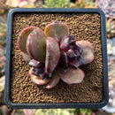 plants113.jpeg