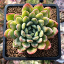 plants114.jpeg