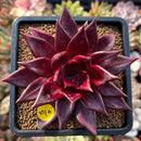plants116.jpeg