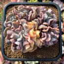 plants117.jpeg