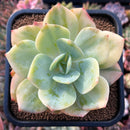 plants118.jpeg