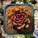 plants122.jpeg