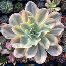 plants123.jpeg